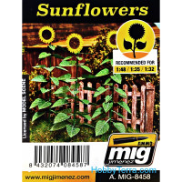 Plants. Sunflowers