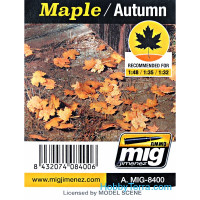 Leaves. Maple - Autumn