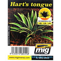 Plants. Hart's tongue